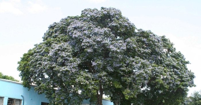 Гваяковое дерево ямайка