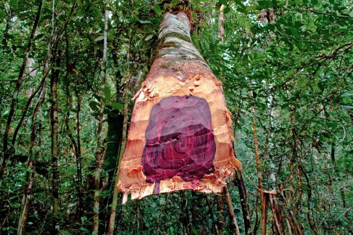 Розовое дерево древесина