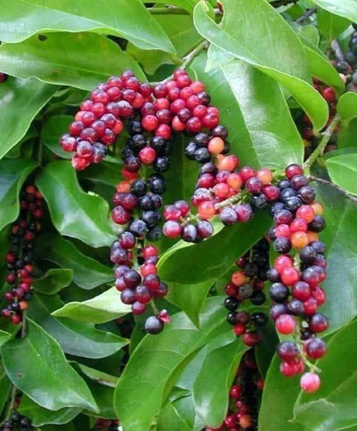 Syzygium polycephalum