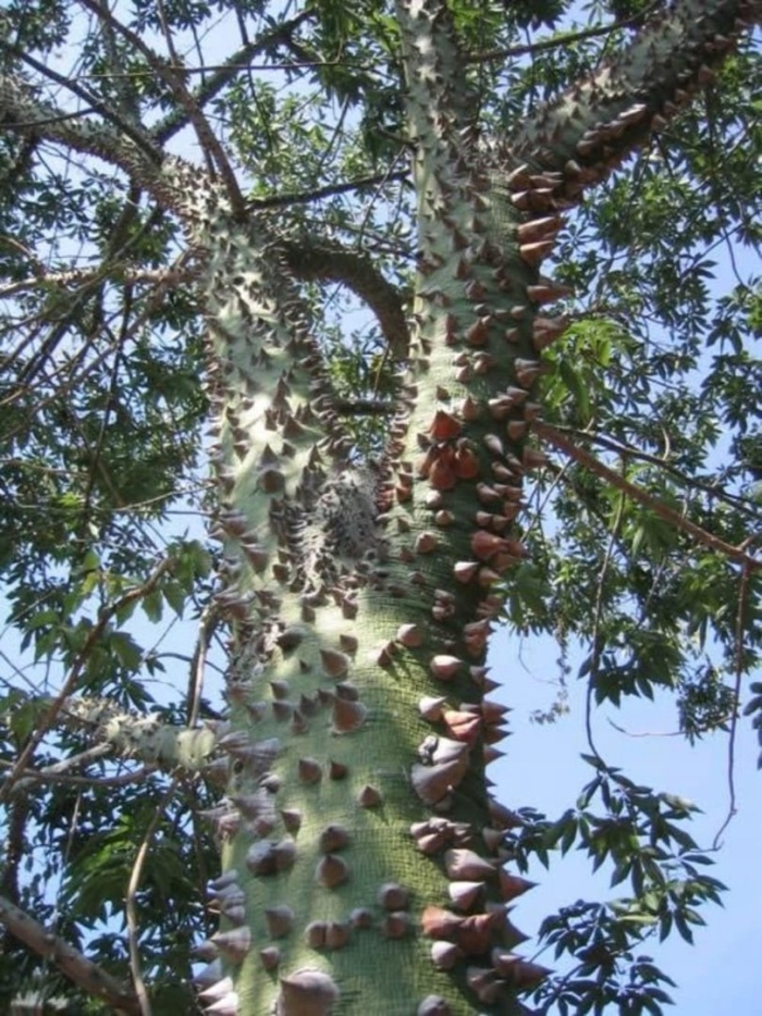 Дерево динамит хура