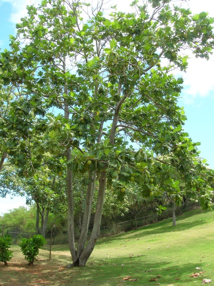 Artocarpus altilis