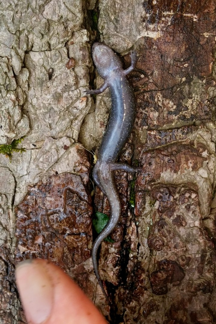 Червеобразные саламандры