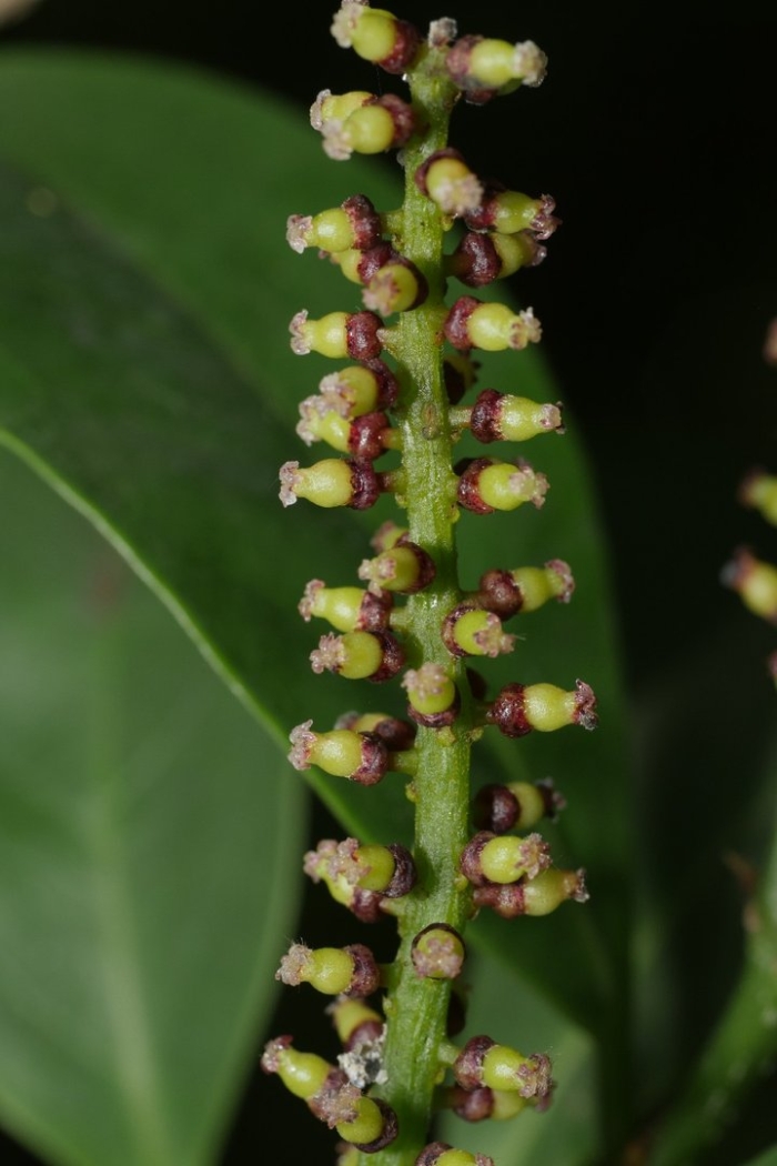 Antidesma dallachyanum