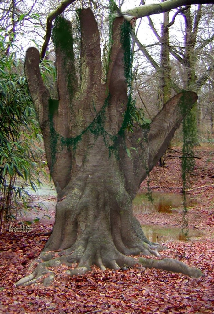 Причудливые деревья
