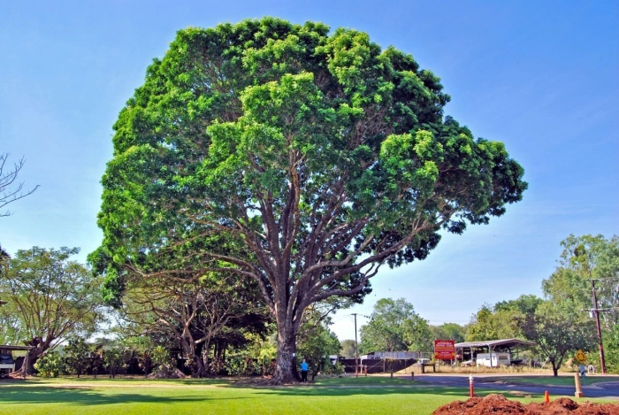 Крымский махагони дерево