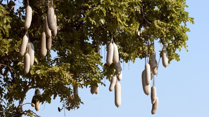 Кигелия колбасное дерево