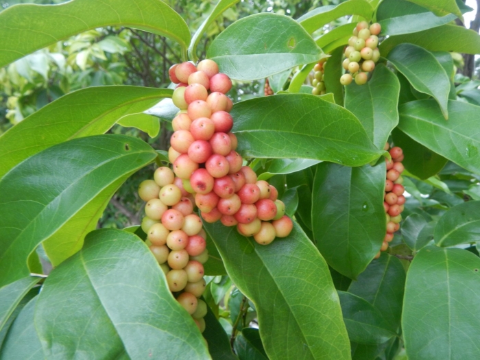 Лимонник китайский (schisandra chinensis)