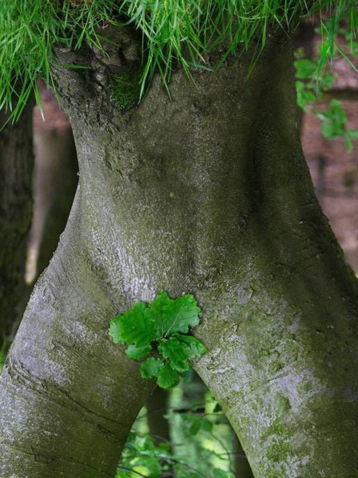 Деревья необычные