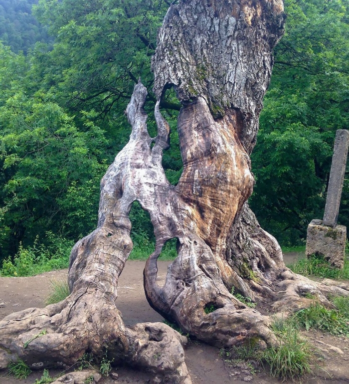 Дерево агарцин