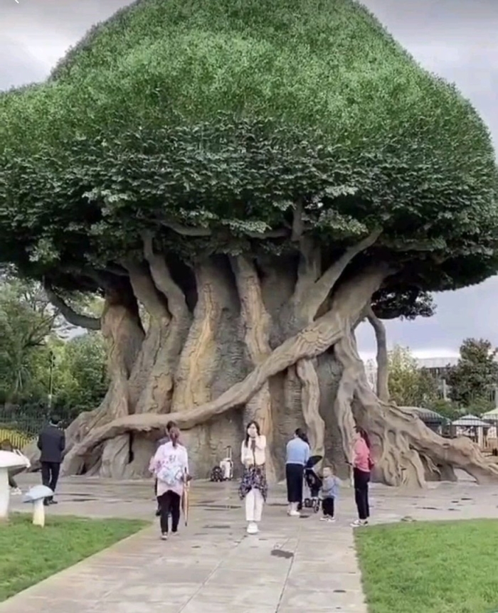 Дерево люсу