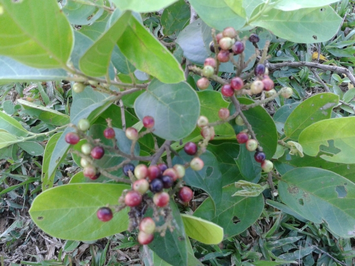 Syzygium cumini