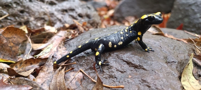 Тритон огненная саламандра