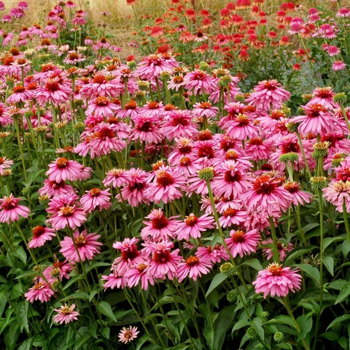 Echinacea / эхинацея purpurea ‘double-decker’