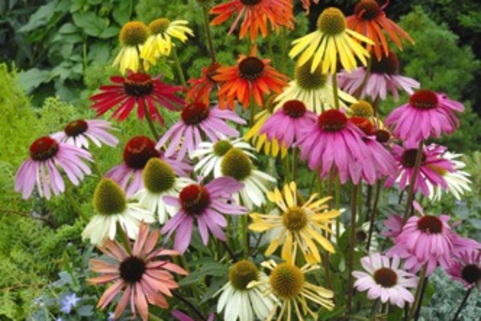 Эхинацея big kahuna