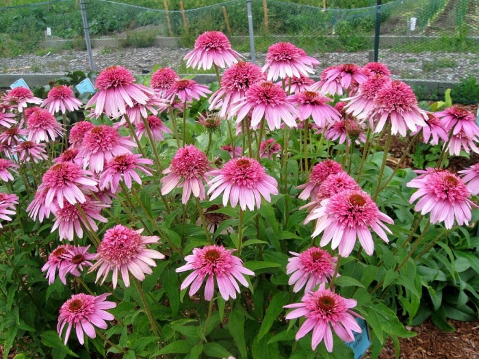 Pink double delight эхинацея
