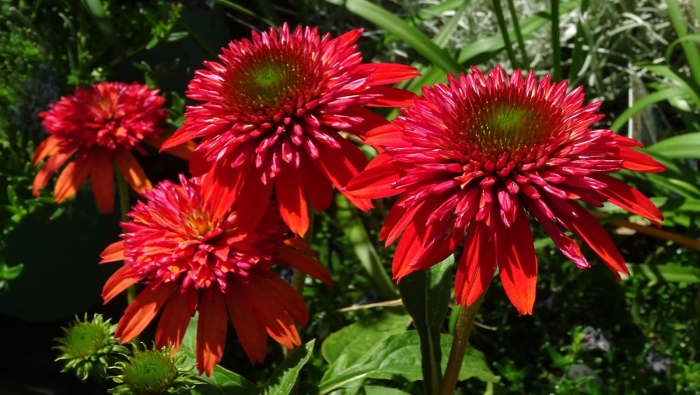 Эхинацея meteor red