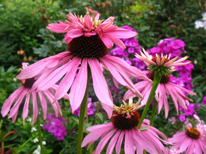 Эхинацея пурпурная даблдекер