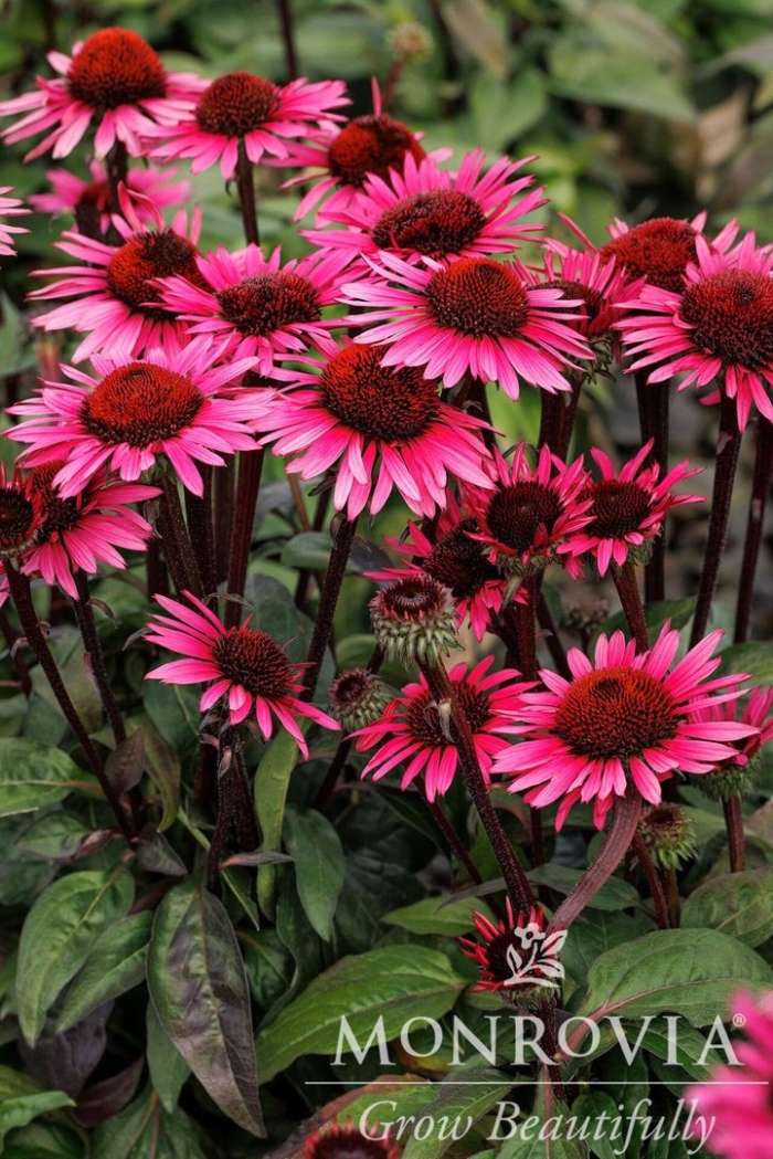 Эхинацея пурпурная поллинейшн маджента