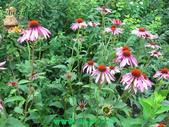 Эхинацея рудбекия пурпурная