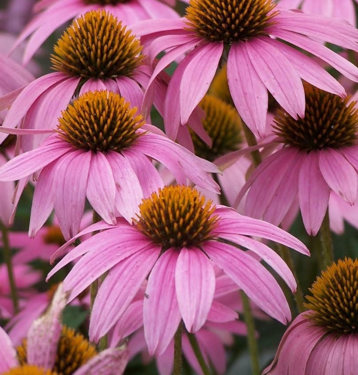 Эхинацея пурпурная магнус