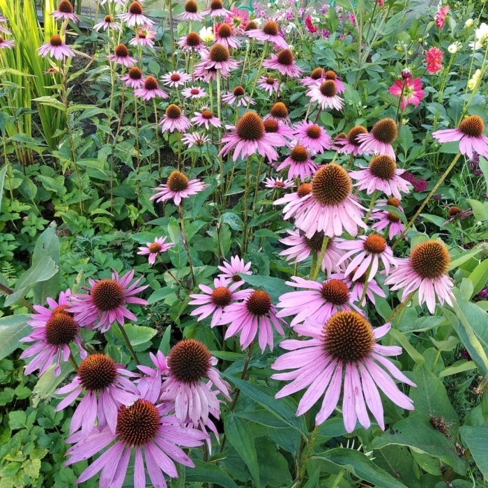 Эхинацея многолетник