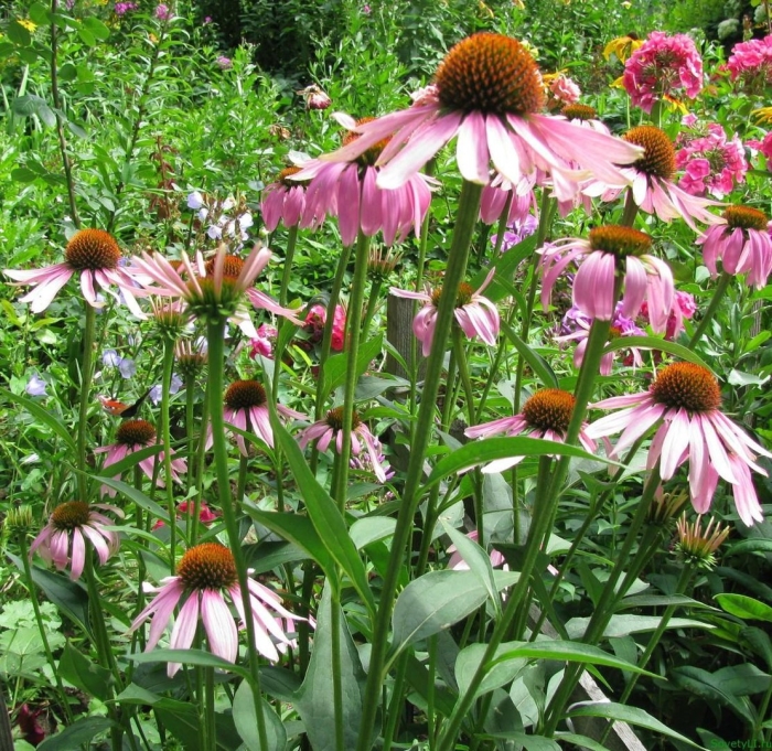 Эхинацея пурпурная purple coneflower