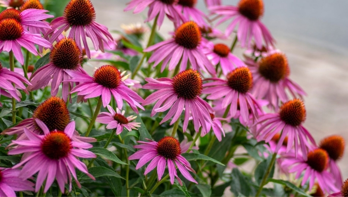 Эхинацея цветок