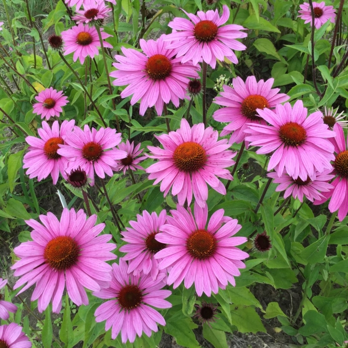 Эхинацея примадонна дип роуз