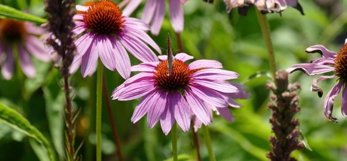 Эхинацея зе кинг