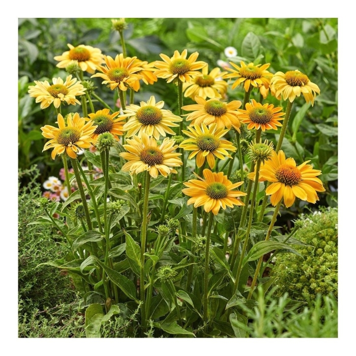 Эхинацея пурпурная mellow yellow