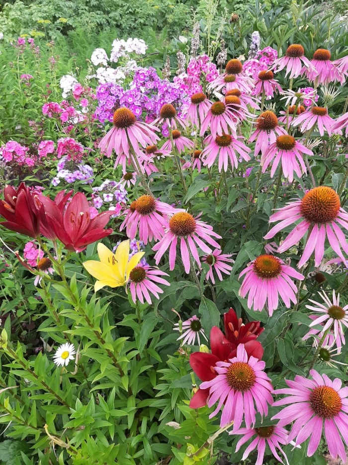 Эхинацея пурпурная эксцентрик