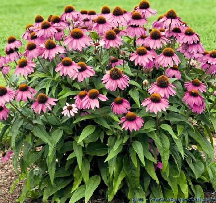 Эхинацея пурпурная echinacea purpurea