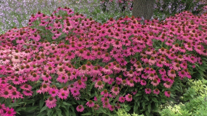 Эхинацея purpurea powwow