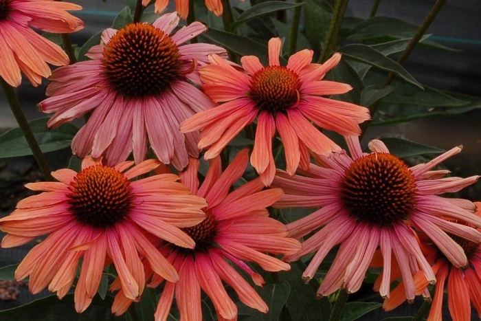 Echinacea hybrid эхинацея гибридная mama mia