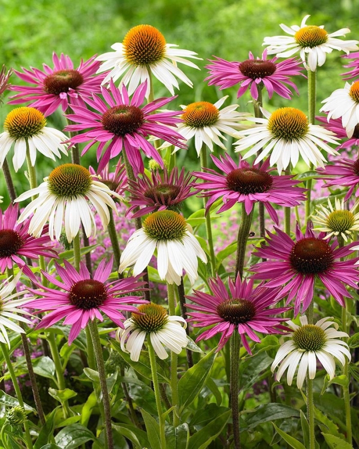 Эхинацея пурпурная конфловер