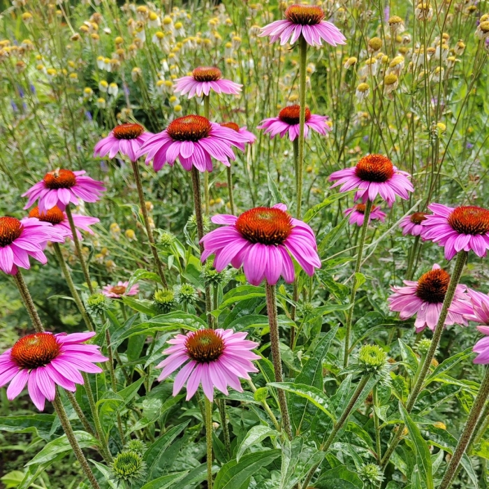Эхинацея пурпурная ливадия
