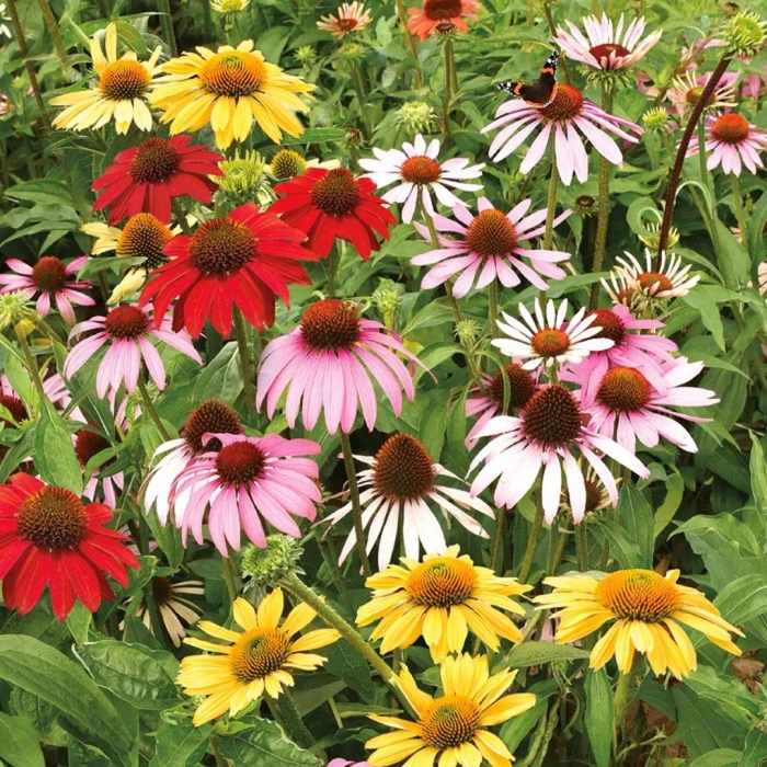 Эхинацея парадисо дварф