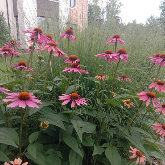 Эхинацея пурпурная магнус