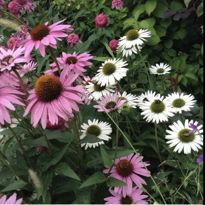 Эхинацея пурпурная цветок