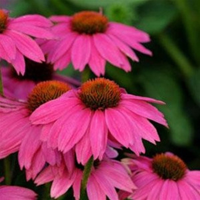 Эхинацея powwow wild berry