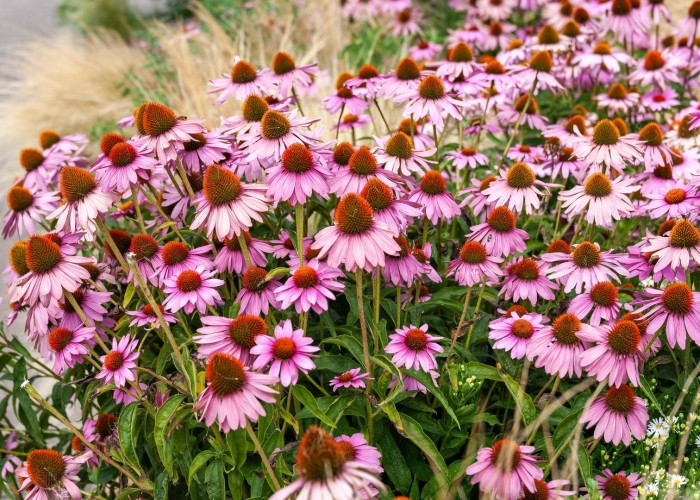 Echinacea purpurea