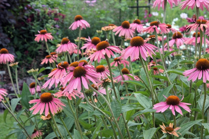 Рудбекия эхинацея