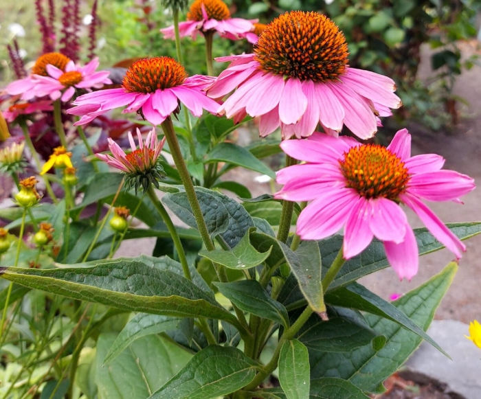 Эхинацея (echinacea)
