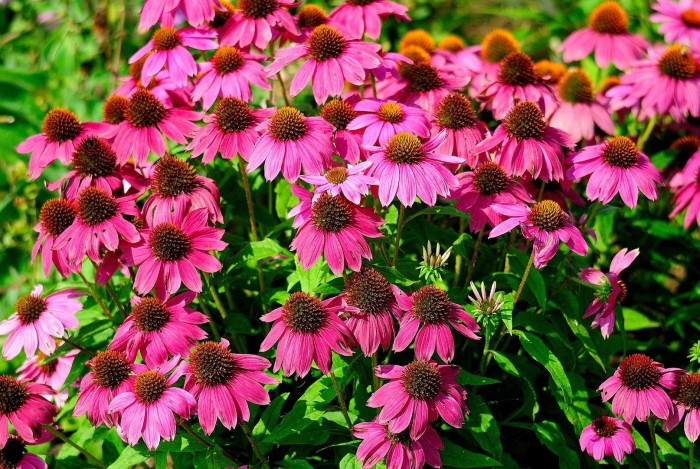 Эхинацея пурпурная многолетник