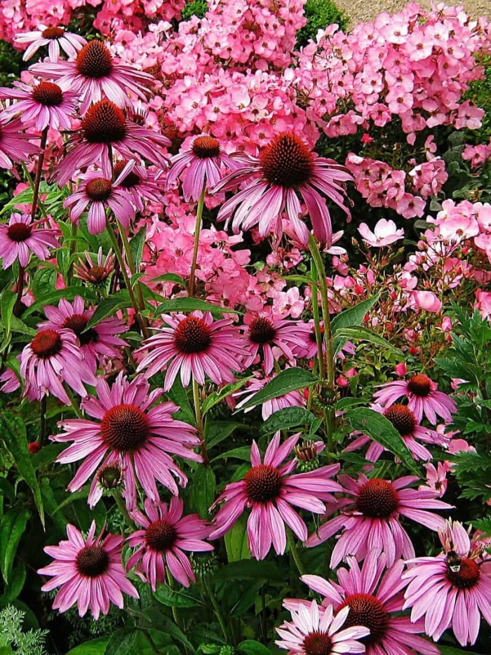 Эхинацея магнус