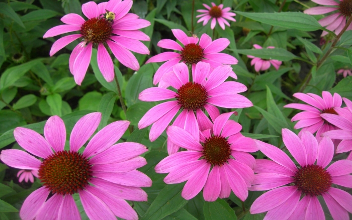 Echinacea purpurea rubinstern