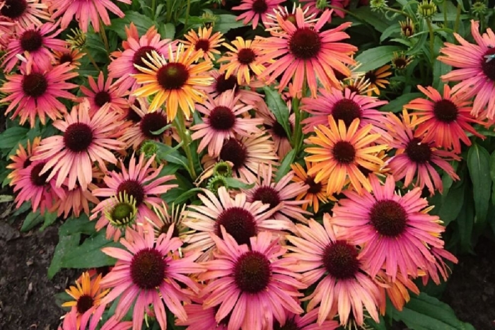 Эхинацея пурпурная double decker