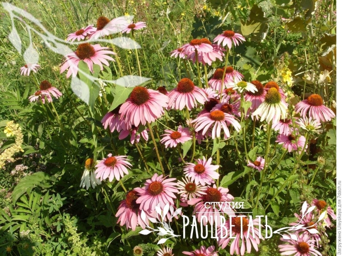 Эхинацея пурпурная биг кахуна