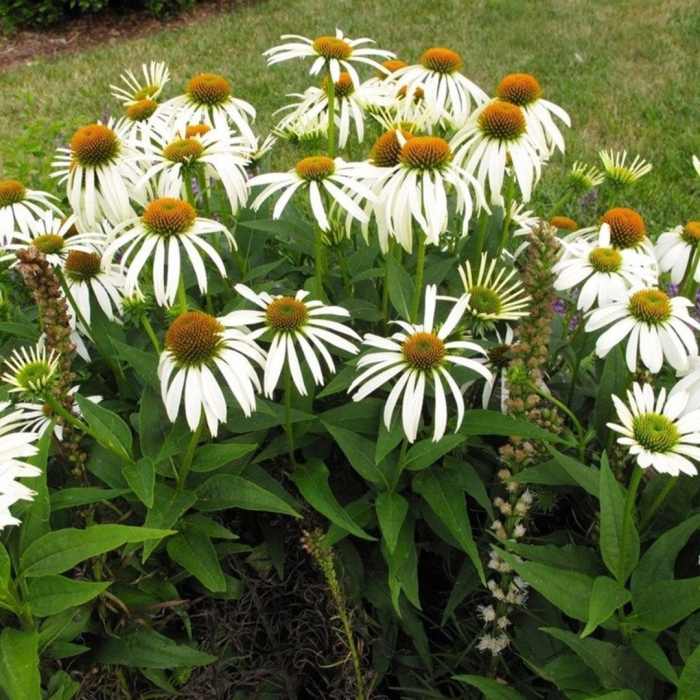 Эхинацея пурпурная вайт свон
