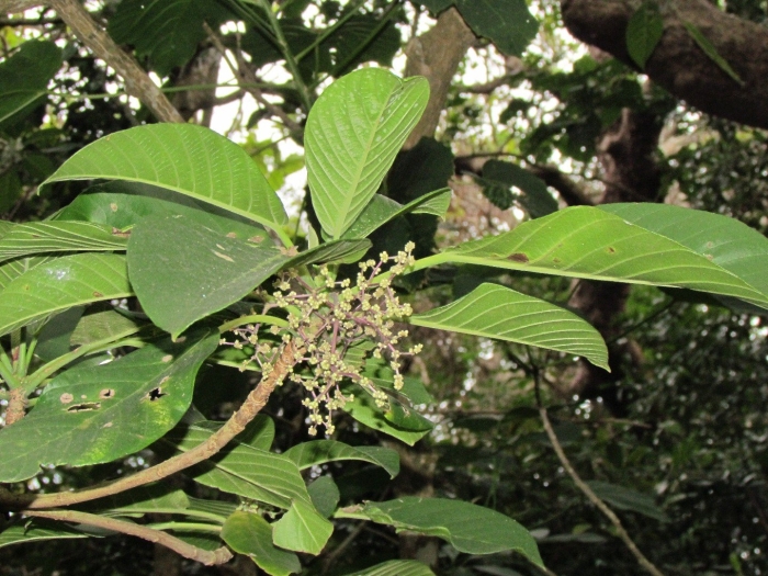 Dendrocnide meyeniana